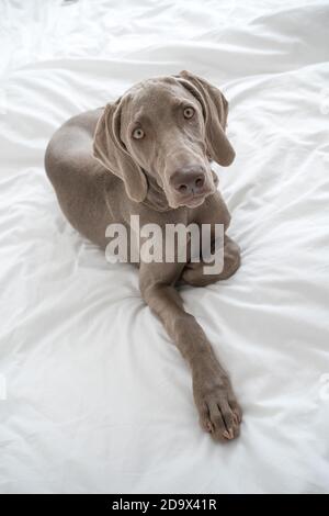 Tired sleepy Weimaraner pointer dog resting and lying on bed covered with white bed sheet in bedroom Stock Photo