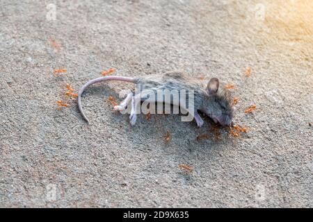 A swarm of ants was eating the corpses of a dead rat on the concrete floor. Stock Photo