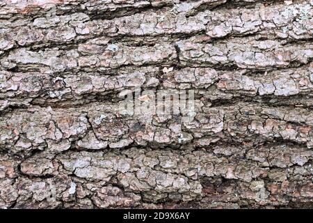 old tree bark texture, natural real backdrop for your design Stock Photo