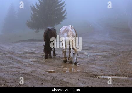 two feral horses in Apuseni mountains, Romania, in a foggy cold day Stock Photo