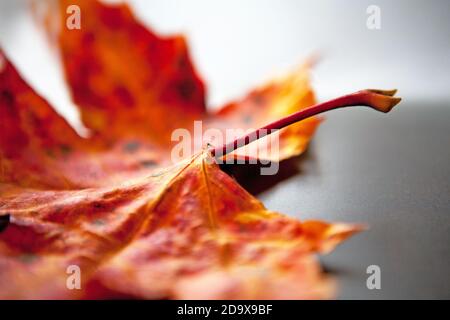 Sycamore leaf in autumnal colours on a plain background Stock Photo