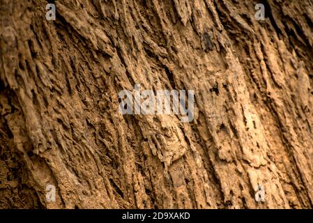 Close up of rough tree trunk texture background. Stock Photo