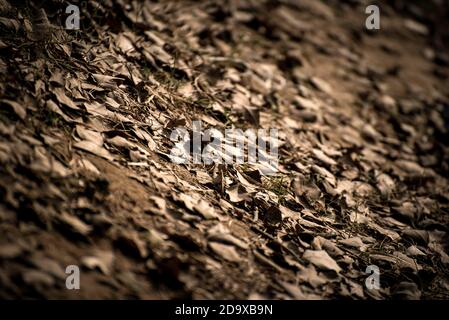 Dry leaves lying down on ground as a background Stock Photo