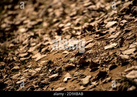 Dry leaves lying down on ground as a background Stock Photo