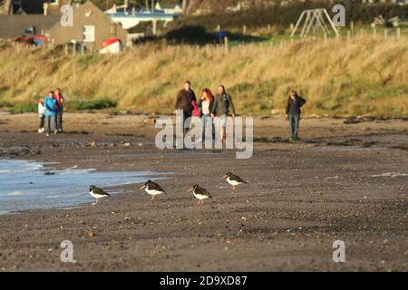 Maidens, South Ayrshire, Scotland, An picturesque harbour on the West coast of Scotland in the Firth of Clyde. UK Harbour. A seawall projects offering shelter from the sea .People out enjoying the fresh air and beach Stock Photo