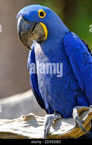 Hyacinth Macaw, Pantanal, Brazil Stock Photo