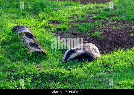 Badger a black and white wild animal feeding in a woodland wildlife forest in the UK, stock photo image Stock Photo
