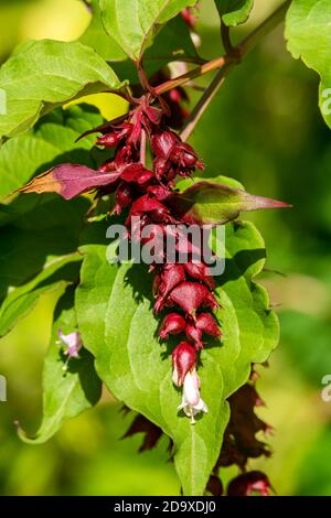 Leycesteria formosa a red purple summer autumn fall flower shrub plant commonly known as Himalayan Honeysuckle stock photo image Stock Photo