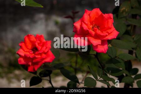 Beautiful red roses in a tree. One rose in the foreground and another one in the background. Stock Photo