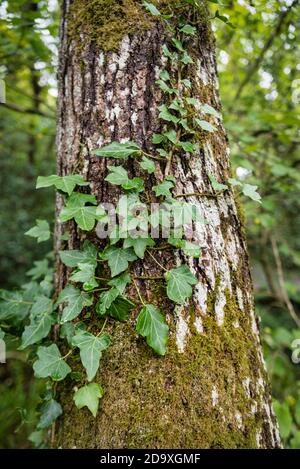 Ivy growing on a tree in woods in Ireland Stock Photo