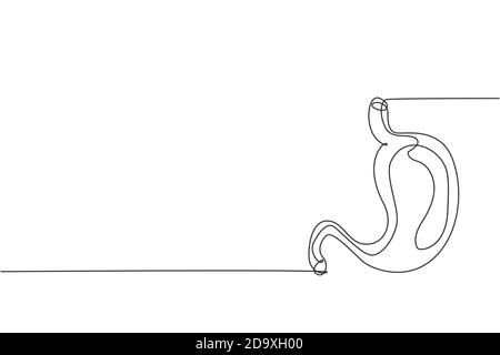 One continuous line drawing of anatomical human stomach organ. Trendy medical internal anatomy concept. Single line graphic draw design vector Stock Vector