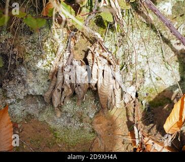 Lizard sunbathing on a brick wall Stock Photo