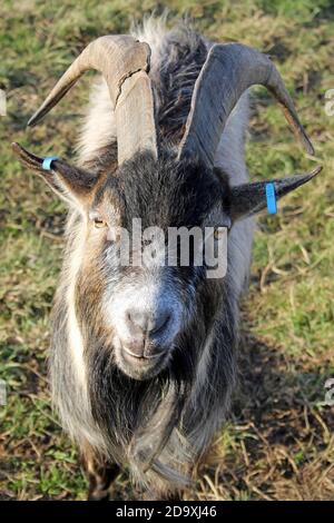 Billy Goat Stock Photo