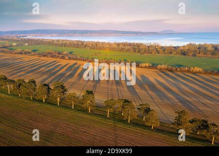 Europe Hungary Keszthely Pine or fir trees road footpath. Fir alley nex to Keszthely Stock Photo