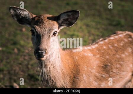 Wild deer nips grass in a green meadow. Nature, beautiful animals live in their habitat.  Stock Photo