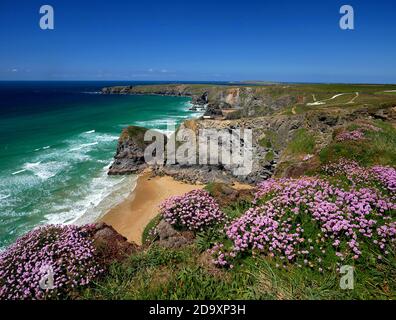 Pink thrift in bloom at Bedruthan Steps, Cornwall. Stock Photo