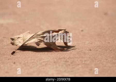 Dry leaf on ground Stock Photo