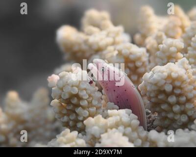 Juvenile grey moray eel fish at the corals of tropical sea Stock Photo