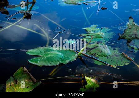 Green crushed can and plastic bag in a public pond surrounded by dying water lilies Stock Photo