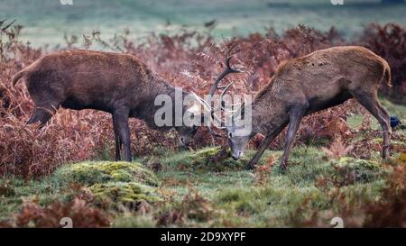 Two deer in Richmond Park playfully lock horns. Stock Photo