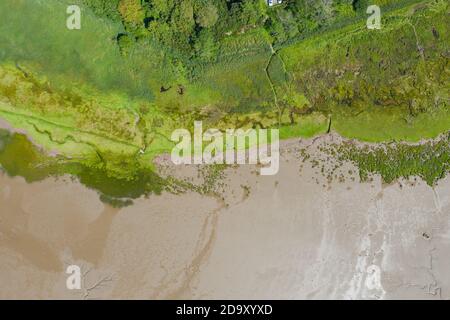 Aerial Landscape View of Trees and Grass Alongside the Algae and Sand Stock Photo