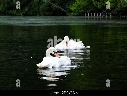 Berlin, Germany - Ducks swimming in the lake Stock Photo