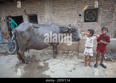 Delhi, India, July 2009. Two children with a water buffalo in the yard of a house on the outskirts of the city. Stock Photo