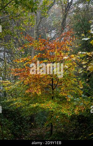Beech tree leaves turning brown in autumn Stock Photo - Alamy