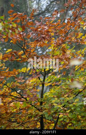 Beech tree leaves turning brown in autumn Stock Photo - Alamy
