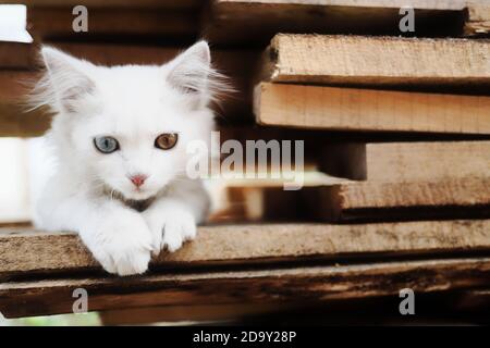A charming white kitten with heterochromia is sitting on the boards.  Stock Photo