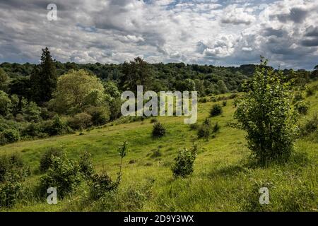 Daneway Bank; Gloucestershire Wildlife Trust Reserve; UK Stock Photo