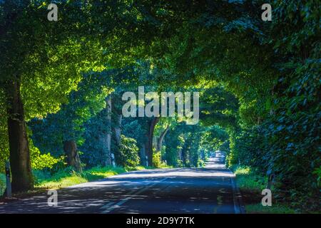 Putbus: avenue, beeches, part of Deutsche Alleenstraße (German Avenue Road), Ostsee (Baltic Sea), Rügen Island, Mecklenburg-Vorpommern, Germany Stock Photo