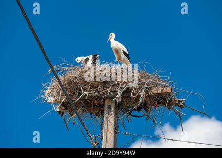Storks near village Hortobagy, NP Hortobagy, Hungaria Stock Photo