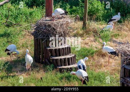 Storks near village Hortobagy, NP Hortobagy, Hungaria Stock Photo