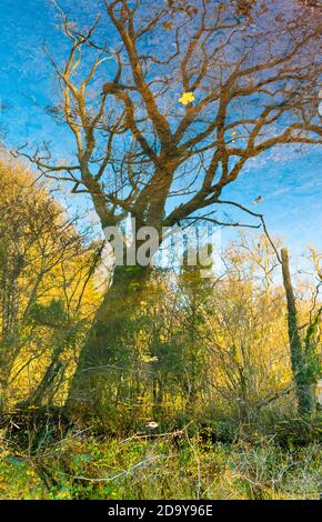 Autumn reflection - tree in a canal Surreal Stock Photo