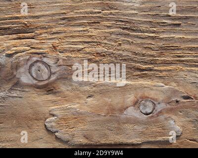 Grain eroded wood background, rough wooden texture, driftwood pattern Stock Photo