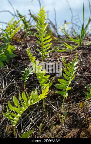 Polypody, Polypodium vulgare growing in stone wall Stock Photo