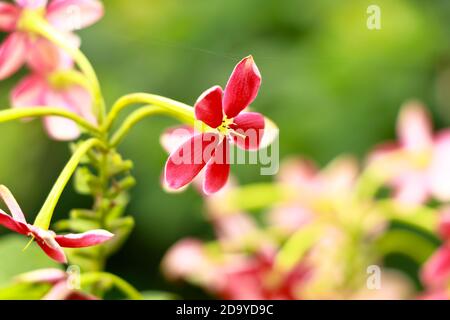 Red and white flowers of Combretum indicum, known as the Rangoon creeper  or  Chinese honeysuckle, selective focus Stock Photo