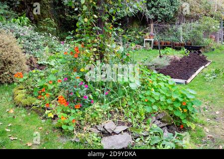 View of nasturtiums, salvia in flower bed and no dig raised bed with well rotted manure in October garden in Carmarthenshire Wales UK   KATHY DEWITT Stock Photo