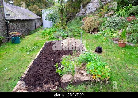 No dig (no digging) raised bed with well rotted manure in backyard October vegetable garden and black cat in Carmarthenshire Wales UK   KATHY DEWITT Stock Photo