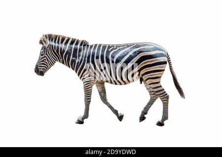 zebra on a white background. Stock Photo