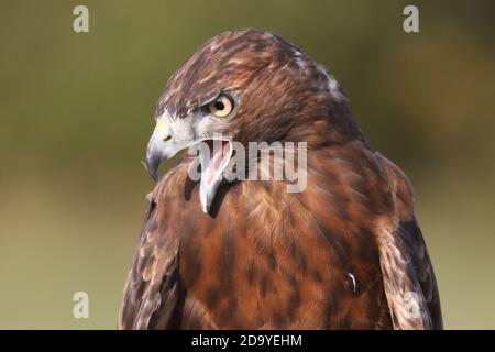 Red Tailed hawk dark morph Stock Photo