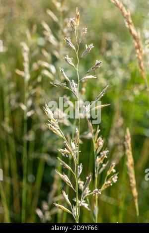 Festuca rubra, Red Fescue, in summer Stock Photo