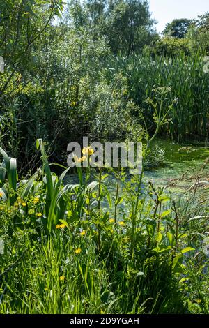 Large natural pond with Iris pseudacorus, Yellow Flag Iris, and Hemlock Water Dropwort, Oenanthe crocata Stock Photo