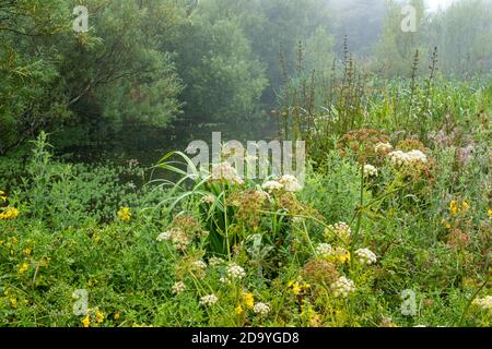 Misty village pond, with Hemlock Water Dropwort and Monkey Flowers, East Prawle, Devon Stock Photo