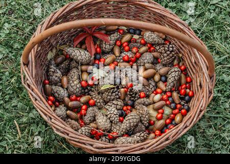 Fall autumn colorful background. Variety of fall fruits,acorns, cones, sloes.Home fresh seasonal decoration. Forest harvest time. Natural rustic Stock Photo