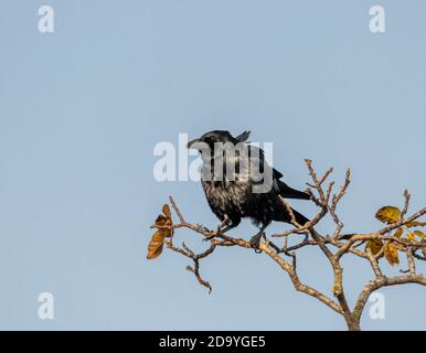 Wind-tousled raven on a branch with autumn leaves against a blue sky Stock Photo