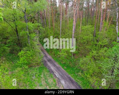 Dirt road among trees in spring forest, aerial view.