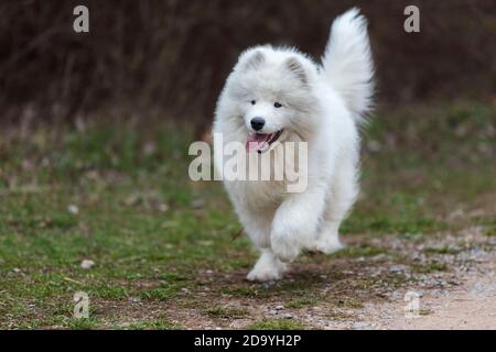 Samoyed - Samoyed beautiful breed Siberian white dog. Four months old puppy on a walk. Stock Photo