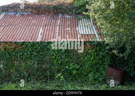 old corrugated barn covered in ivy at farm field edge Stock Photo
